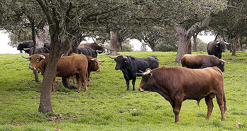 perdonar Humedad Presunción El toro bravo como activo turístico – Los Sabios del Toreo